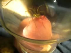 Spider sucks juice from a jock